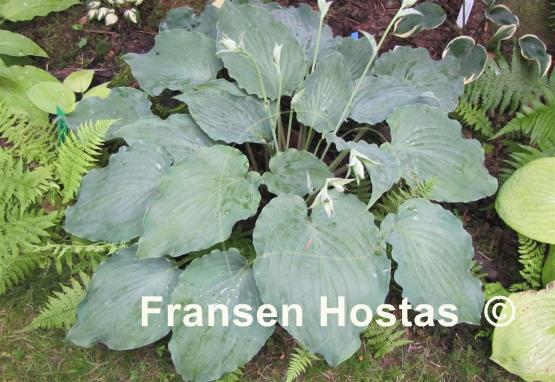 Hosta Sky Dancer